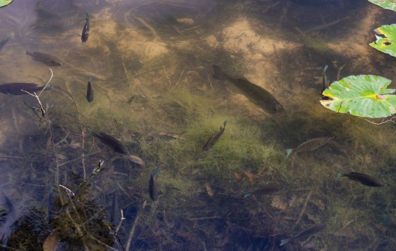 8 Largemouth Bass Spawning Facts You Need to Know